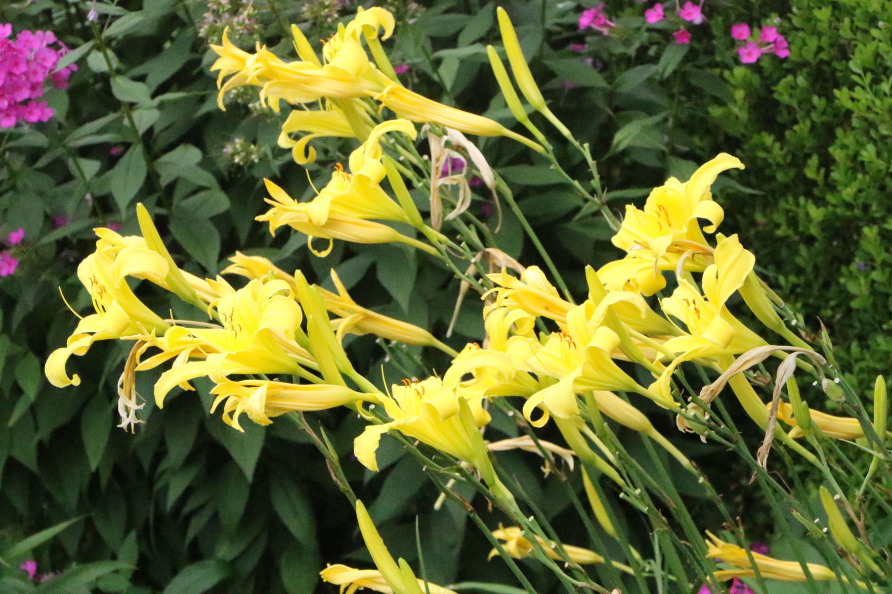 July Yard of the Month